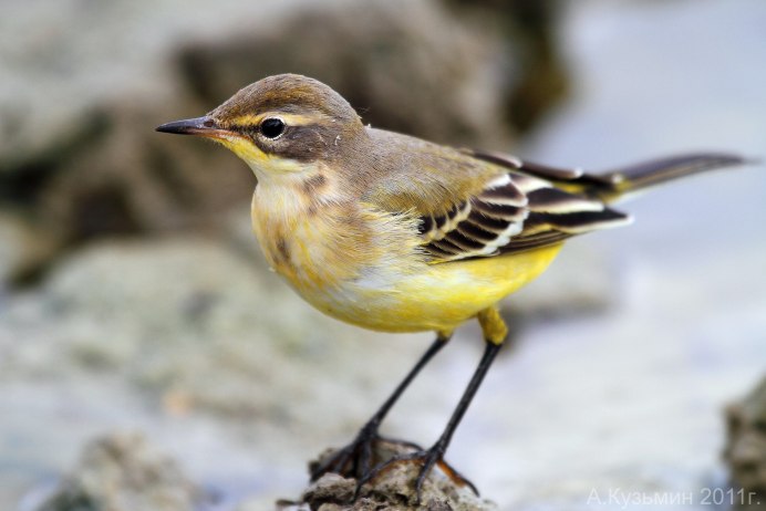 Пеночка Зяблик Сойка