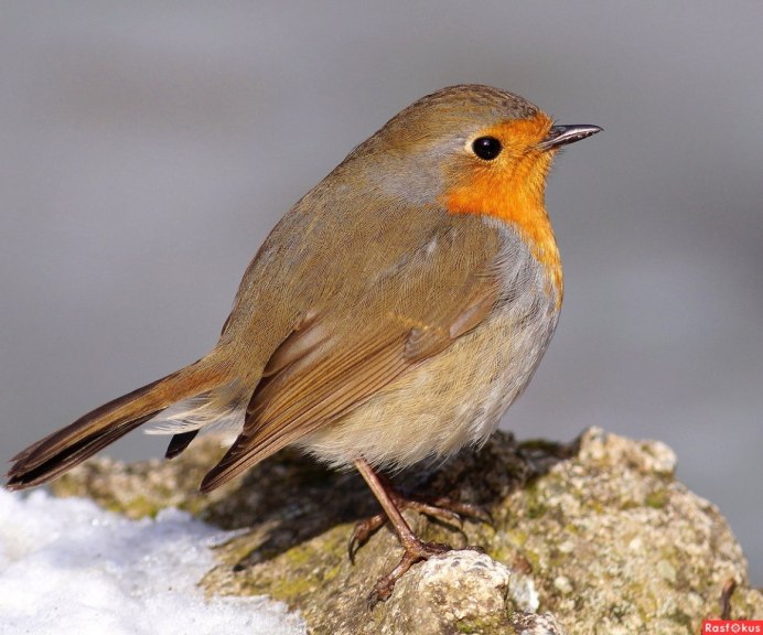 Птица с оранжевой спинкой