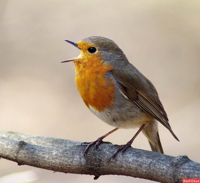 A Robin Малиновка