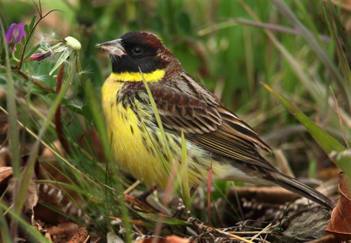Птица Yellow Rumped Warbler