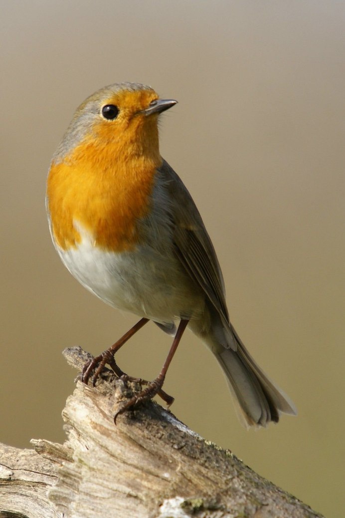 Певчие воробьиные Вьюрковые