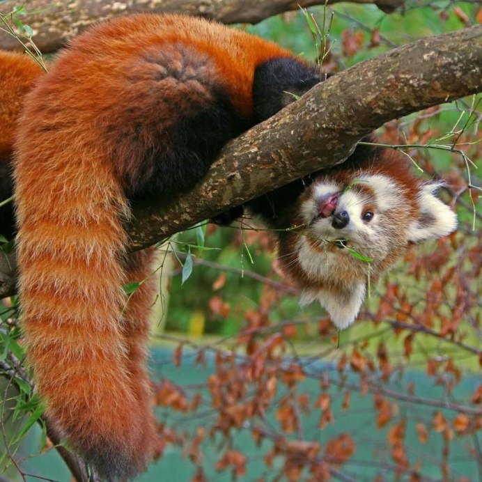 Firefox малая Панда