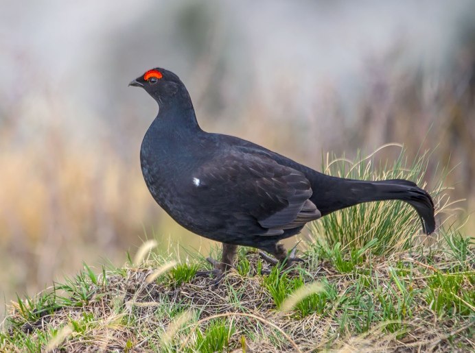 Глухарь (Tetrao urogallus)