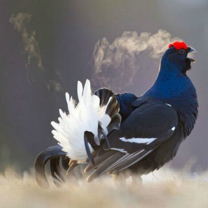 Рябчик дикуша