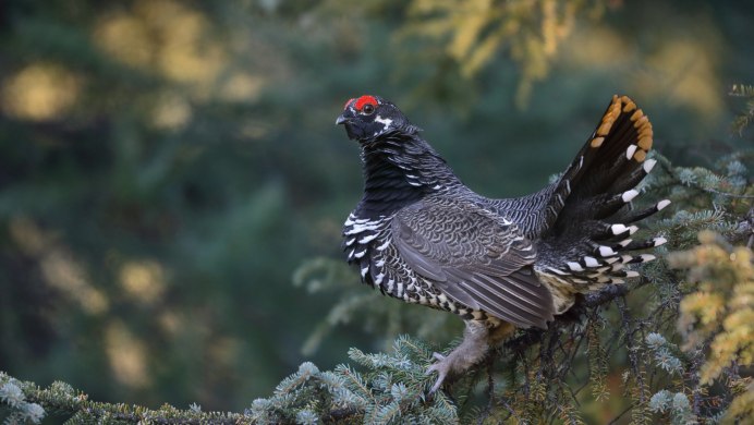 Глухарь (Tetrao urogallus)