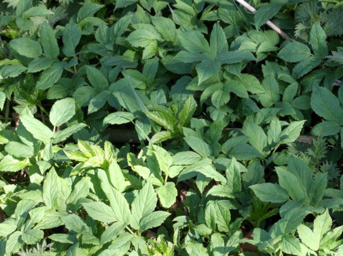 Sambucus javanica