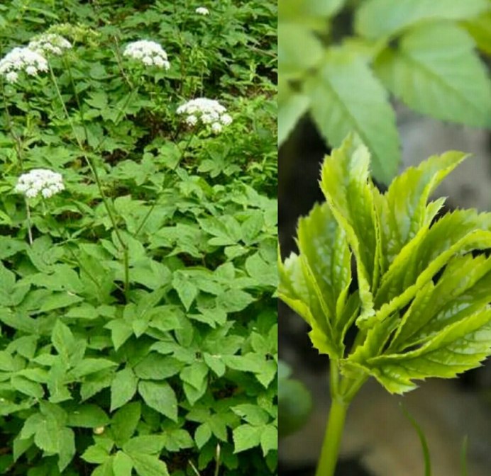 Сныть (Aegopodium podagraria)