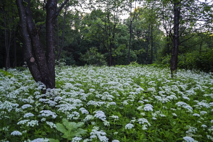 Сныть (Aegopodium podagraria)