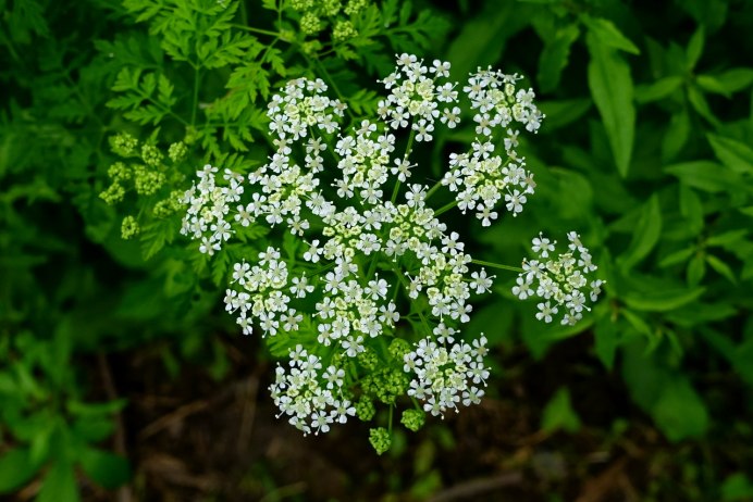 Сныть обыкновенная (Aegopodium podagraria)