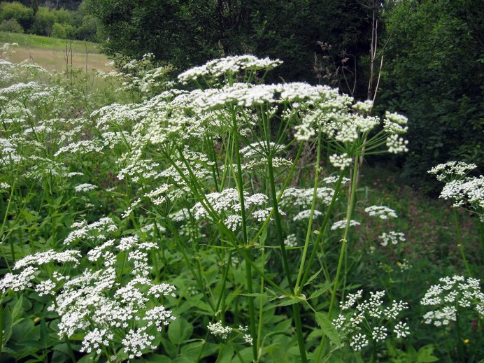 Сныть (Aegopodium podagraria)
