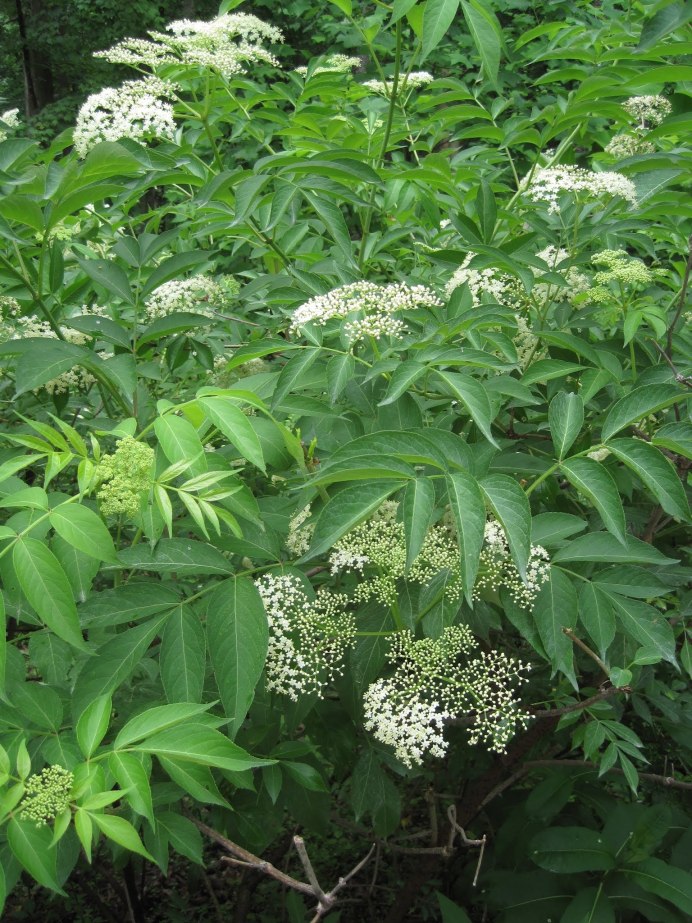 Aegopodium podagraria