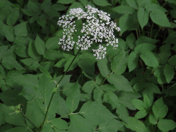 Сныть обыкновенная (Aegopodium podagraria l.)