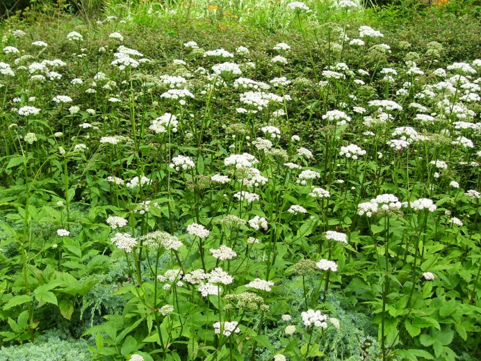 Сныть (Aegopodium podagraria)