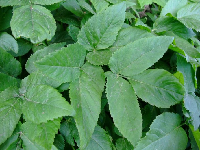 Сныть Горная (Aegopodium Alpestre Ledeb.)