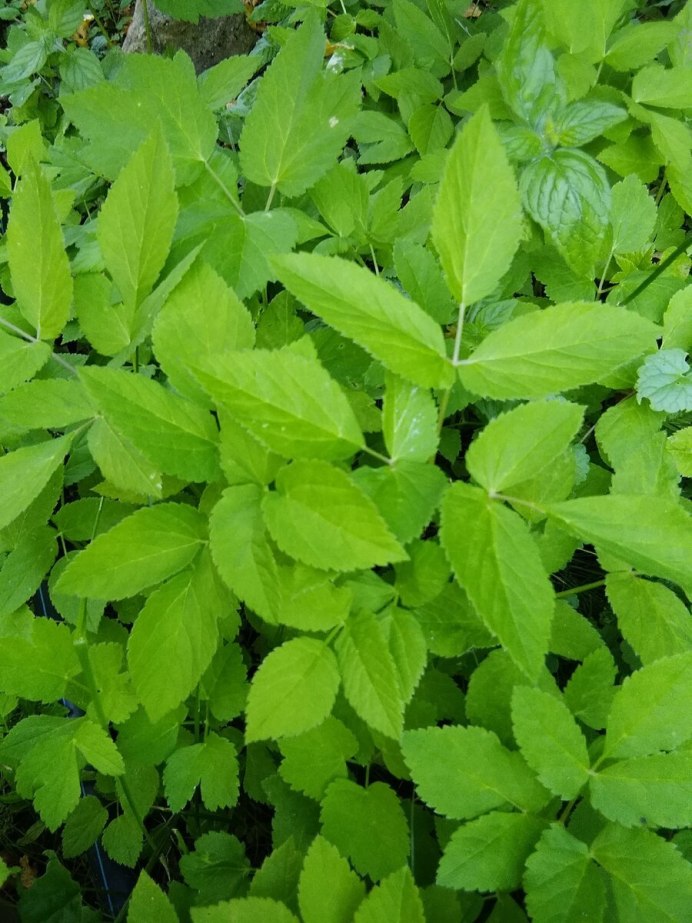 Сныть обыкновенная (Aegopodium podagraria)