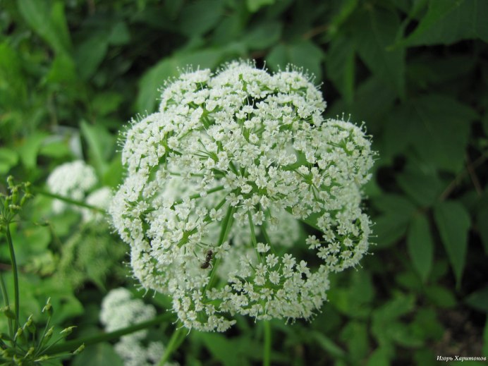 Aegopodium podagraria