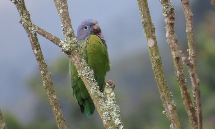 Poicephalus robustus