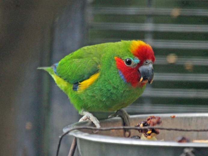 Blue-Rumped Parrot