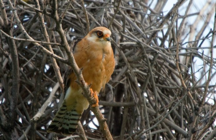 Falcon foot
