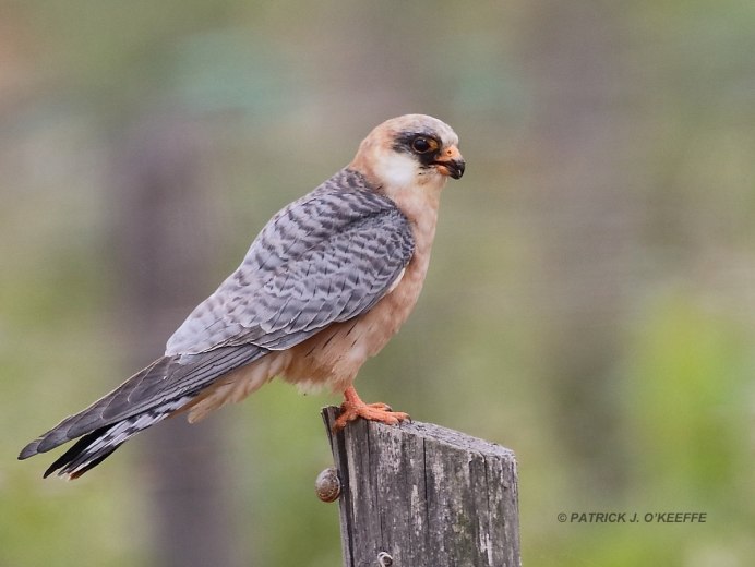 Red Falconer