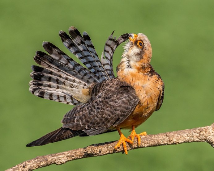 Кобчик Falco vespertinus Linnaeus