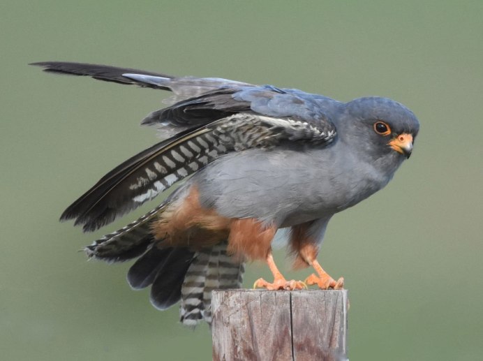 Red-Footed Falcon