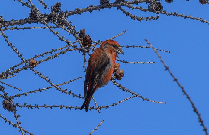 Клёст-Сосновик Loxia pytyopsittacus