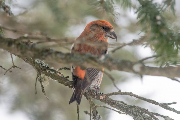 Fărfecuţa (Loxia SP)