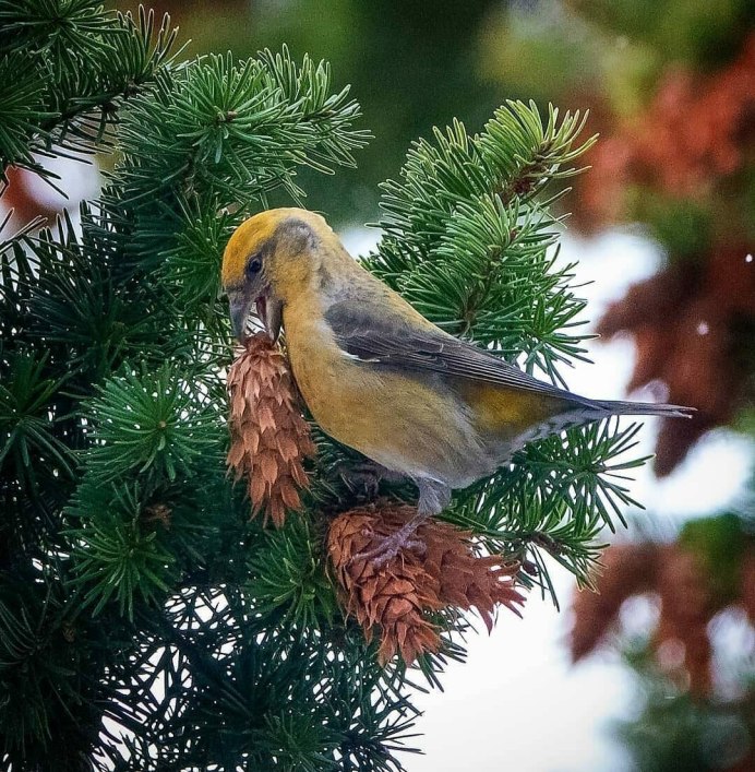 Loxia leucoptera белокрылый Клест