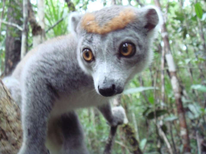 Eulemur coronatus