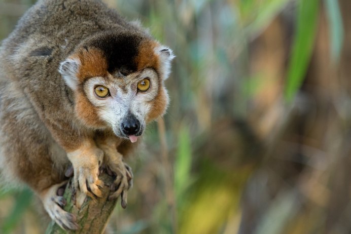 Eulemur flavifrons