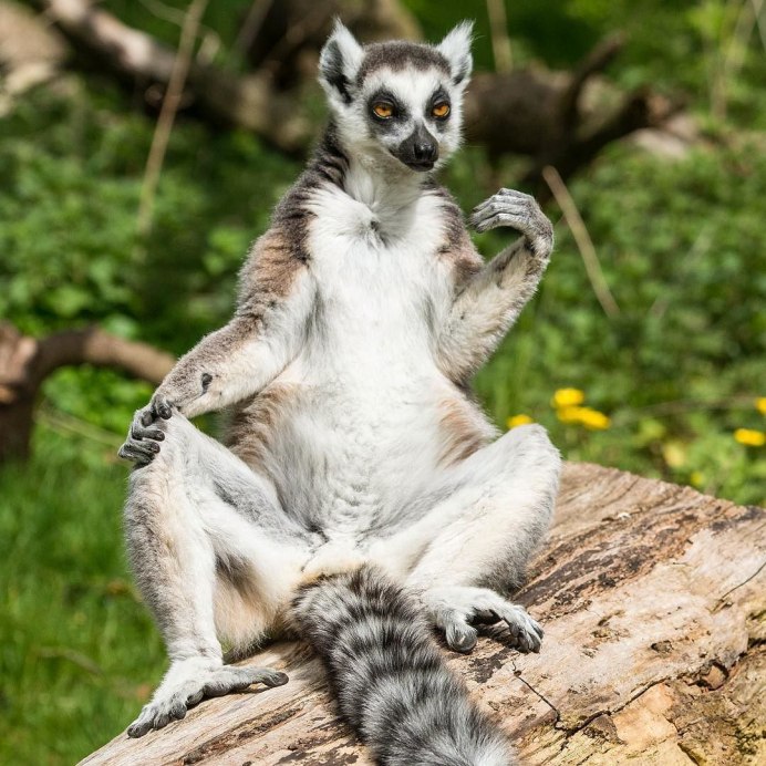 Eulemur Rufus