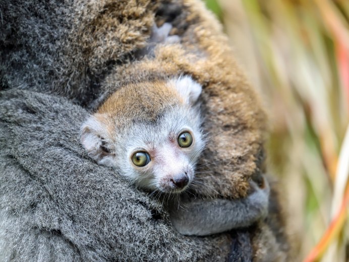 Www.GSSRR/org Ring tailed Lemur(Lemur catta) Anatomy