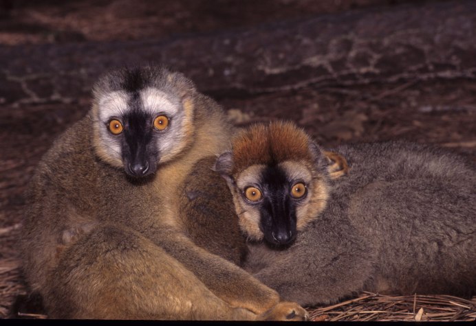 Eulemur cinereiceps