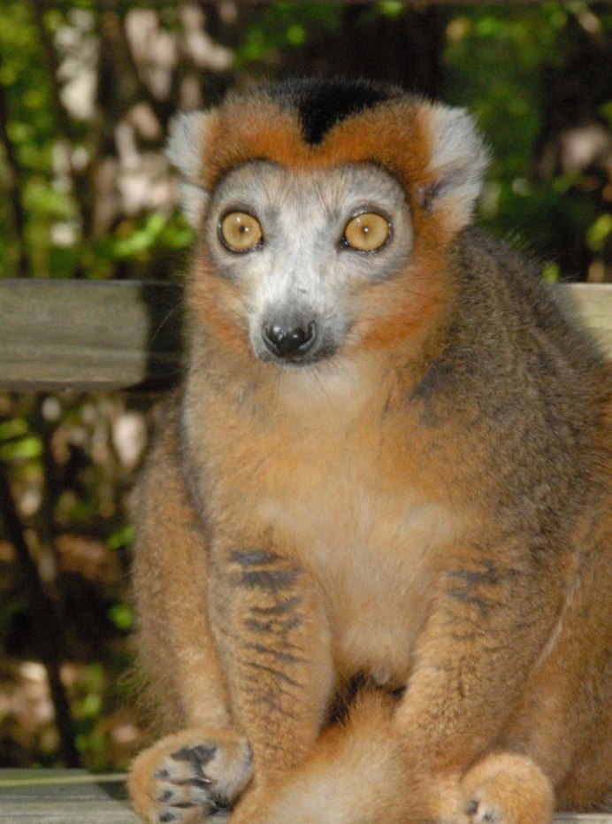 Eulemur mongoz