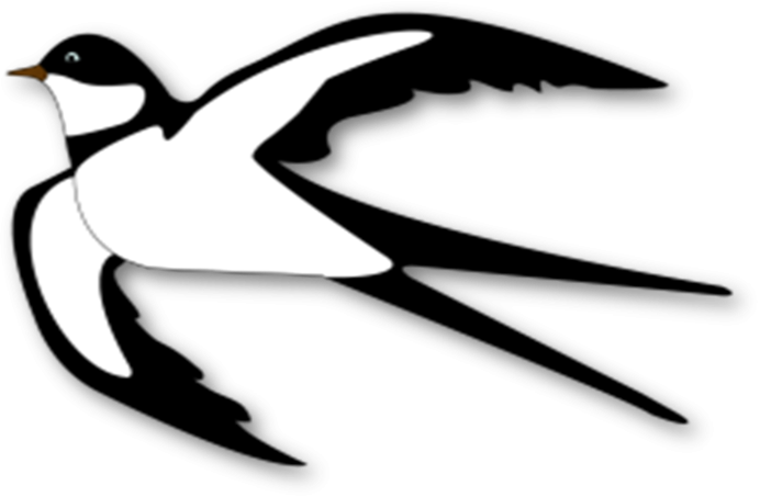 Tachycineta leucopyga
