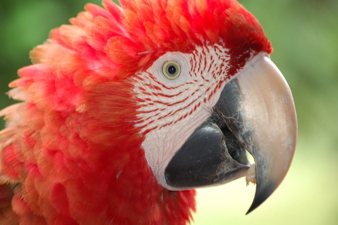 Попугайский клюв волнистик