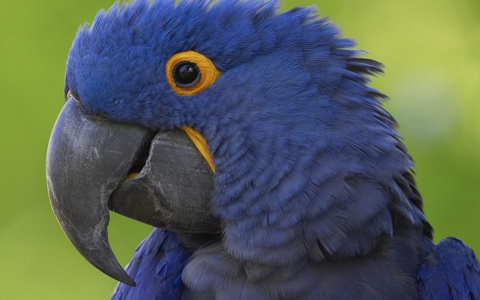 Лысый Какаду