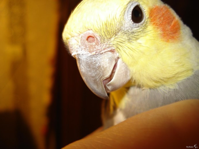 Аргентинский зеленый попугай