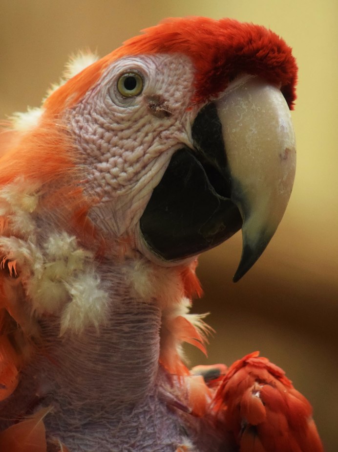 Попугай ара оранжевый