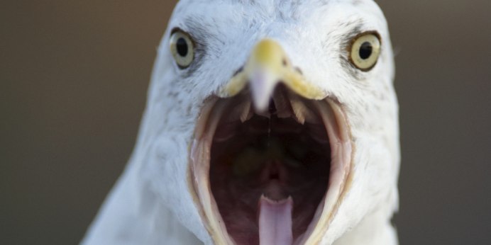 Корелла в шляпе