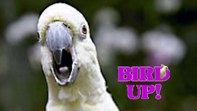 Попугай с цирковирусом