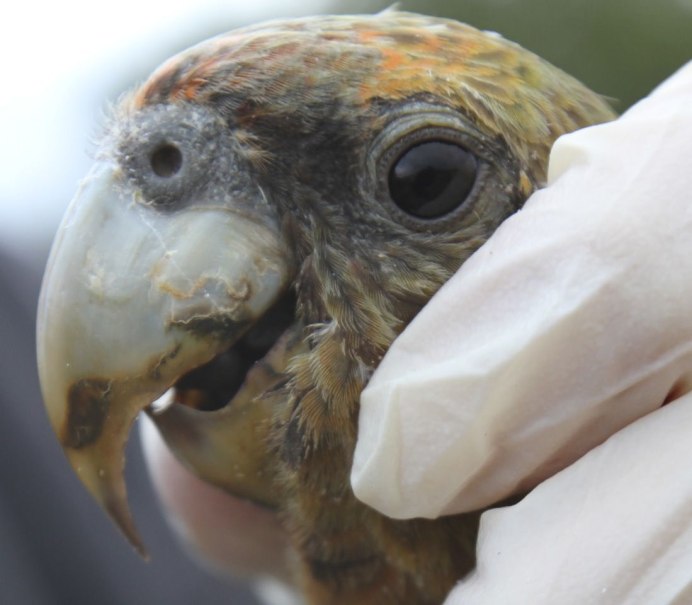 Японский попугай птица