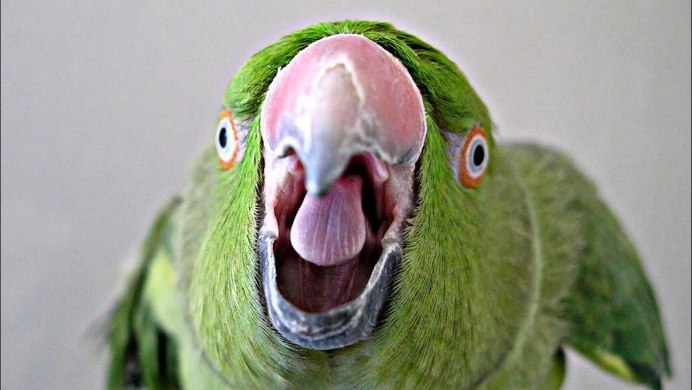 Попугай с красным клювом