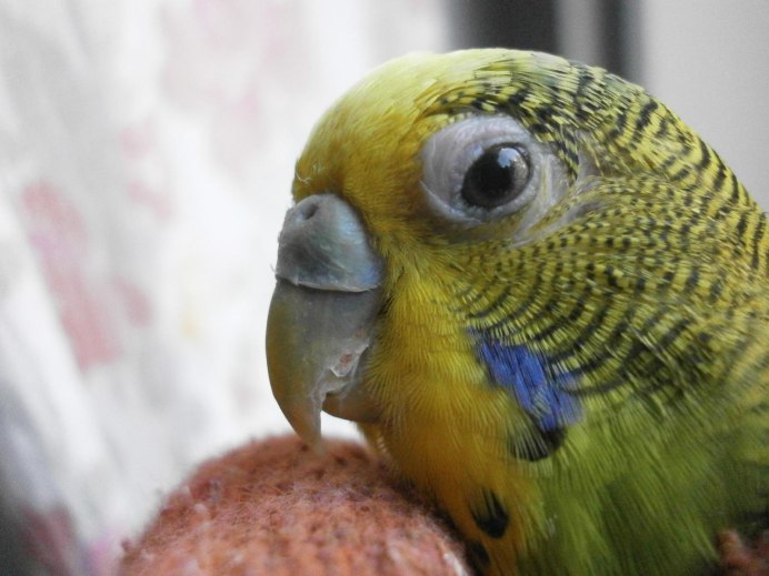Голова попугая