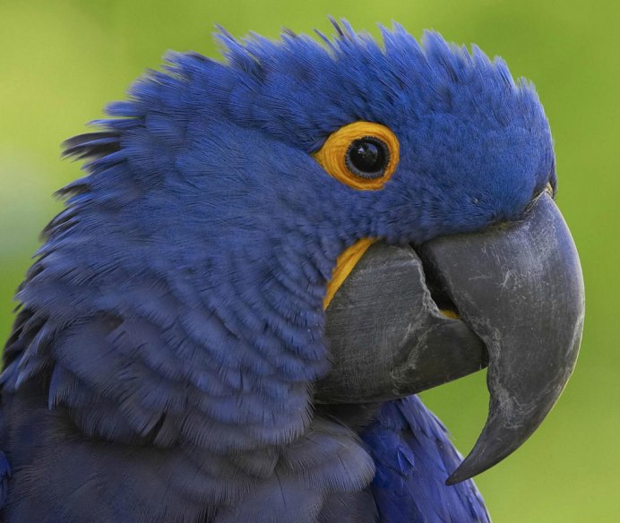Барабановский попугай