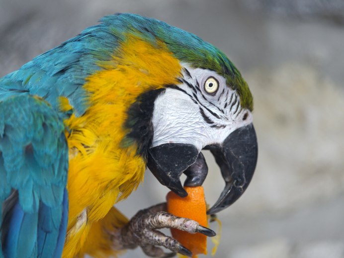 Клюв попугая