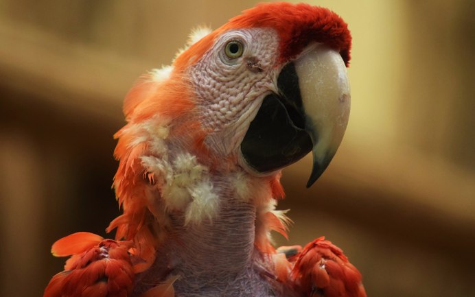 Попугай Бернардо