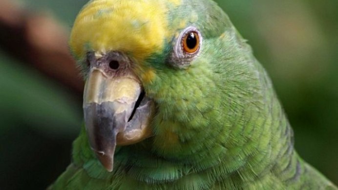 Клюв попугая с языком