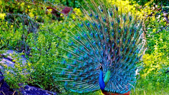 Pink Peacock розовый Павлин